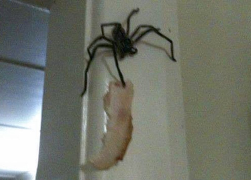 Pemandangan hewan mengerikan