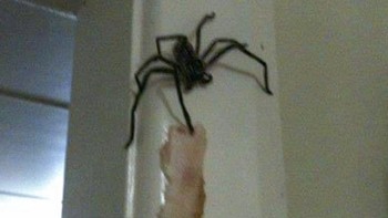 Seekor laba-laba jumbo mencuri daging dari atas meja makan. Foto: Bored Panda