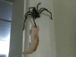 Kelakuan Hewan Ini Bikin Merinding yang Melihat