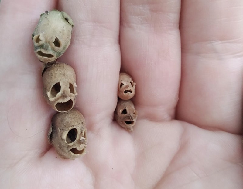 Pemandangan hewan mengerikan