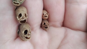 Terlihat seperti tengkorak, ini adalah biji bunga Snapdragon atau mulut singa. Foto: Bored Panda