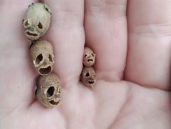 Kelakuan Hewan Ini Bikin Merinding yang Melihat