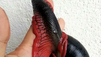 Salah satu bekicot berukuran raksasa. Foto: Bored Panda