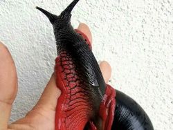 Kelakuan Hewan Ini Bikin Merinding yang Melihat