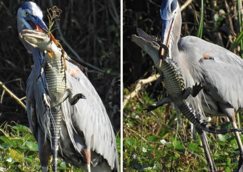 Pemandangan hewan mengerikan