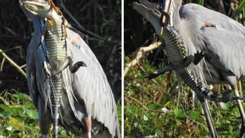 Kali ini, buaya yang jadi mangsa, bukan pemangsa. Foto: Bored Panda