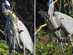 Kelakuan Hewan Ini Bikin Merinding yang Melihat