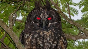 Ini adalah burung hantu Stygian Owl. Matanya bisa merefleksikan warna kemerahan sehingga kelihatan menakutkan. Foto: Bored Panda