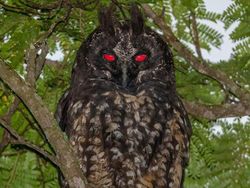 Kelakuan Hewan Ini Bikin Merinding yang Melihat