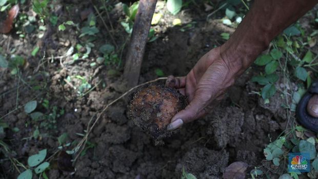 Petani Porang di hutan Desa Blungun, Kecamatan Jepon, kebupaten Blora, Jawa Tengah. Tanaman bernama latin Amorphophallus Oncophyllus Muelleri Blume atau biasa disebut porang di kawasan ini banyak ditanam oleh petani karena memiliki nilai ekonomis.  (CNBC Indonesia/ Tri Susilo)