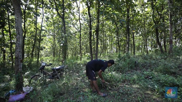 Petani Porang di hutan Desa Blungun, Kecamatan Jepon, kebupaten Blora, Jawa Tengah. Tanaman bernama latin Amorphophallus Oncophyllus Muelleri Blume atau biasa disebut porang di kawasan ini banyak ditanam oleh petani karena memiliki nilai ekonomis.  (CNBC Indonesia/ Tri Susilo)