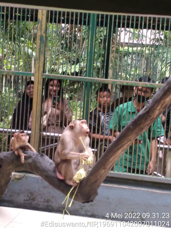 Satwa di Ragunan diberi makan makanan yang dibungkus ketupat.