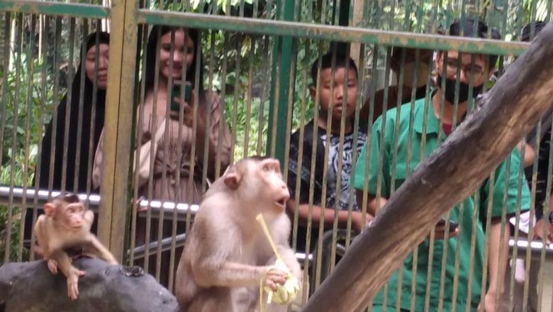 Satwa di Ragunan diberi makan makanan yang dibungkus ketupat. Satwa di Ragunan diberi makan makanan yang dibungkus ketupat.