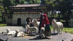Masuk Tempat Wisata di Tasikmalaya Ini Berasa ke Jepang Sekaligus Korea