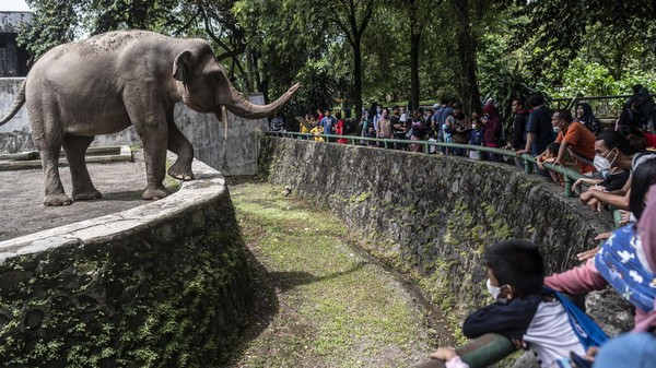 Pengunjung melihat gajah Sumatera di Taman Margasatwa Ragunan , Jakarta, Selasa (3/5/2022). ANTARA FOTO/Aprillio Akbar