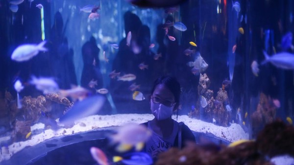 Pengunjung melihat ikan di Jakarta Aquarium dan Safari, Jakarta, Selasa (3/5/2022). ANTARA FOTO/Rivan Awal Lingga Pengunjung melihat ikan di Jakarta Aquarium dan Safari, Jakarta, Selasa (3/5/2022). ANTARA FOTO/Rivan Awal Lingga