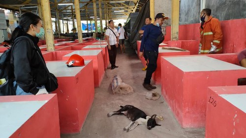 Petugas saat mengevakuasi anjing di Pasar Amlapura Timur (dok.Damkar Karangasem)
