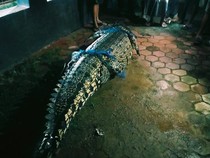 Buaya Bertamu ke Rumah Warga, Tak Ada Orang dan Hanya Ada Genangan