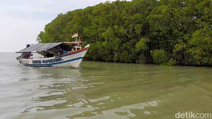 Hutan mangrove bekas abrasi di Brebes, Kamis (5/5/2022).