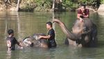Lebih Dekat dengan Gajah Sumatra di Wisata Edukasi Aceh Jaya
