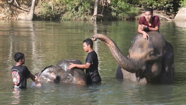 Pawang gajah (mahout) Conservation Response Unit (CRU) Sampoiniet (kanan) mengedukasi wisatawan tentang gajah sumatra (Elephas maximus sumatranus) jinak di Desa Ie Jeureungeh, Aceh Jaya, Aceh, Rabu (4/5/2022).  