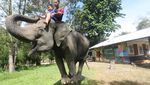 Lebih Dekat dengan Gajah Sumatra di Wisata Edukasi Aceh Jaya