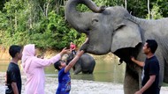 Lebih Dekat dengan Gajah Sumatra di Wisata Edukasi Aceh Jaya