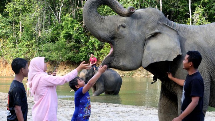 Lebih Dekat dengan Gajah Sumatra di Wisata Edukasi Satwa Aceh Jaya Pawang gajah (mahout) Conservation Response Unit (CRU) Sampoiniet (kanan) bersama seoranag anak menaiki gajah sumatra (Elephas maximus sumatranus) jinak di Desa Ie Jeureungeh, Aceh Jaya, Aceh, Rabu (4/5/2022). CRU Sampoiniet selain untuk menangani konflik satwa dengan manusia juga menjadi tempat konservasi dan wisata edukasi satwa di pedalaman Kabupaten Aceh Jaya. ANTARA FOTO/Irwansyah Putra/tom.