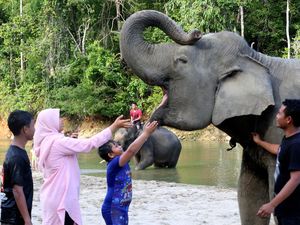 Lebih Dekat dengan Gajah Sumatra di Wisata Edukasi Aceh Jaya
