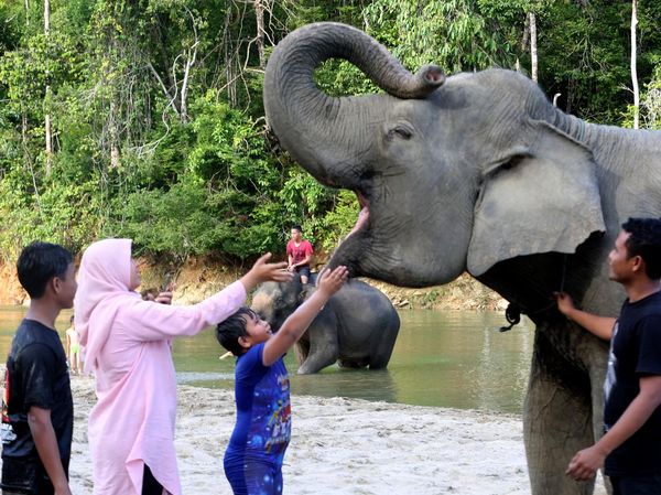 Lebih Dekat dengan Gajah Sumatra di Wisata Edukasi Aceh Jaya