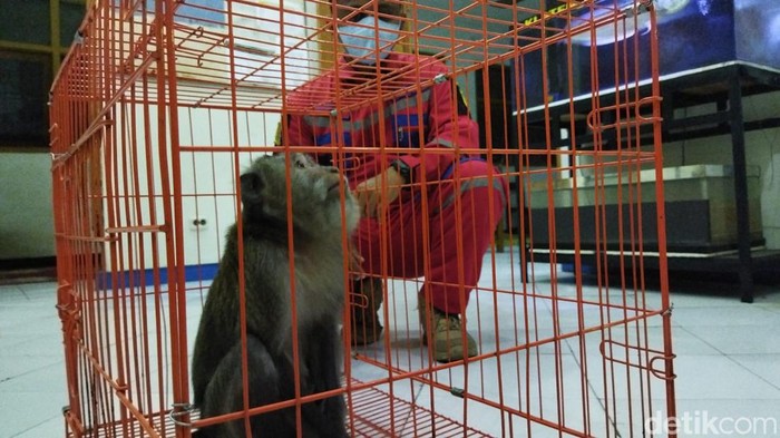 Monyet ekor panjang diamankan tim Damkar Satpol PP Pemkab Klaten, Selasa (4/5/2022).