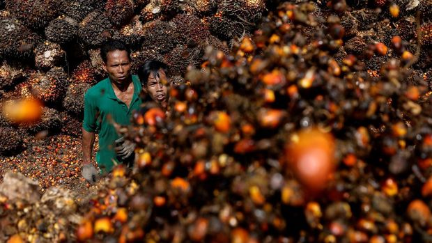 Pekerja memuat tandan buah segar kelapa sawit untuk diangkut dari tempat pengumpul ke pabrik CPO di Pekanbaru, provinsi Riau, Indonesia, Rabu (27/4/2022). (REUTERS/Willy Kurniawan)