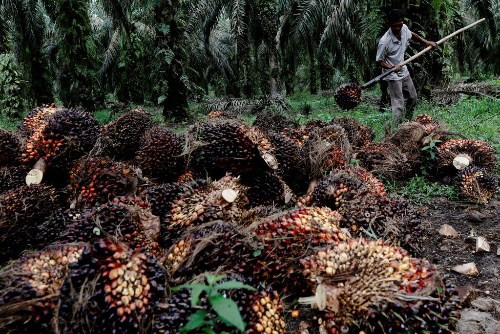 Seorang pekerja mengumpulkan tandan buah segar saat panen di perkebunan kelapa sawit di Kabupaten Kampar di provinsi Riau, Indonesia, Selasa (26/4/2022). (REUTERS/Willy Kurniawan)