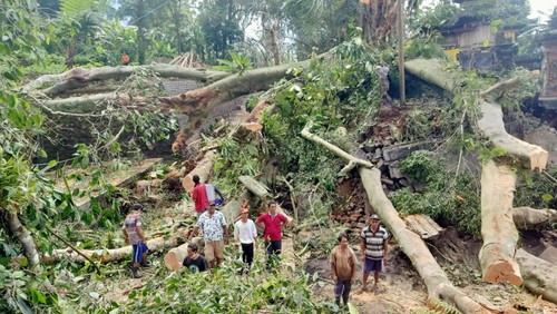 Kondisi pohon Bunut dan Beringin di Pura Puseh Desa Adat Gunung Sari, Desa Jatiluwih, Kecamatan Penebel, Tabanan, yang dahannya tumbang dan menimpa bangunan di dua pura. (istimewa)