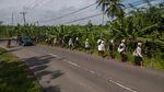 Ikut Tradisi Seba, Suku Baduy Dalam Jalan Kaki ke Rangkas