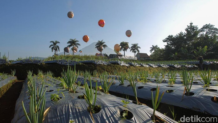 Kemeriahan Festival Balon Udara Hiasi Langit Wonosobo Puluhan balon udara berhasil diterbangkan saat gelaran Festival Balon Udara Wonosobo 2022 di GOR Ronggolawe, Kembaran, Wonosobo, Jawa Tengah, Jumat (6/5/2022).