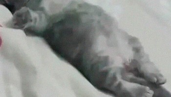 Izinnya karena ada keperluan mendadak, pas sampai rumah malah rebahan. Foto: via Bored Panda