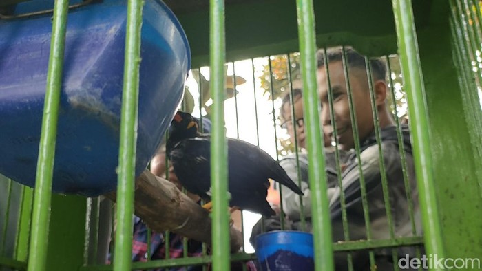 Pengunjung melihat salah satu koleksi di Taman Satwa Cikembulan.
