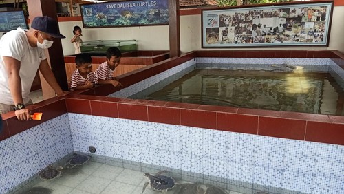 Pengunjung saat melihat-lihat penyu yang ada di Konservasi Penyu Sindu Dwarawati pada Kamis (5/5/2022)