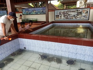 Cukup Bayar Donasi, Ada Wisata Edukasi Satwa Penyu di Sanur Lho!