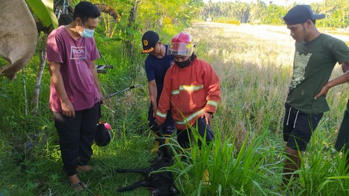 Petugas Damkartan saat mengevakuasi anjing yang diduga rabies