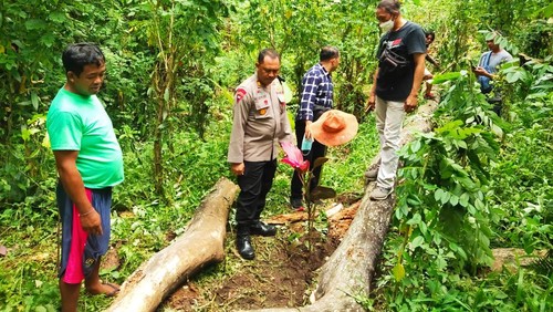 Petugas melakukan olah TKP di lokasi warga tertimpa pohon besar di Desa Penyaringan, Medoyo, Jumat (6/5/2022)