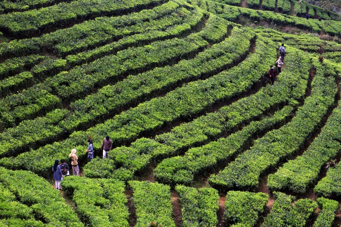 Wisatawan menikmati suasana alam Agrowisata Kebun Teh, Warpat, Puncak Pass, Kabupaten Bogor, Jawa Barat, Sabtu (7/5/2022). Kebun teh merupakan salah satu tujuan wisata di kawasan Puncak bagi warga dalam mengisi libur panjang Lebaran. ANTARA FOTO/Yulius Satria Wijaya/tom.