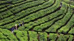 Agrowisata Kebun Teh Puncak Ramai Dikunjungi Wisatawan