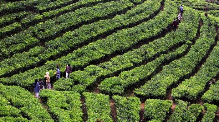 Wisatawan menikmati suasana alam Agrowisata Kebun Teh, Warpat, Puncak Pass, Kabupaten Bogor, Jawa Barat, Sabtu (7/5/2022). Kebun teh merupakan salah satu tujuan wisata di kawasan Puncak bagi warga dalam mengisi libur panjang Lebaran. ANTARA FOTO/Yulius Satria Wijaya/tom.