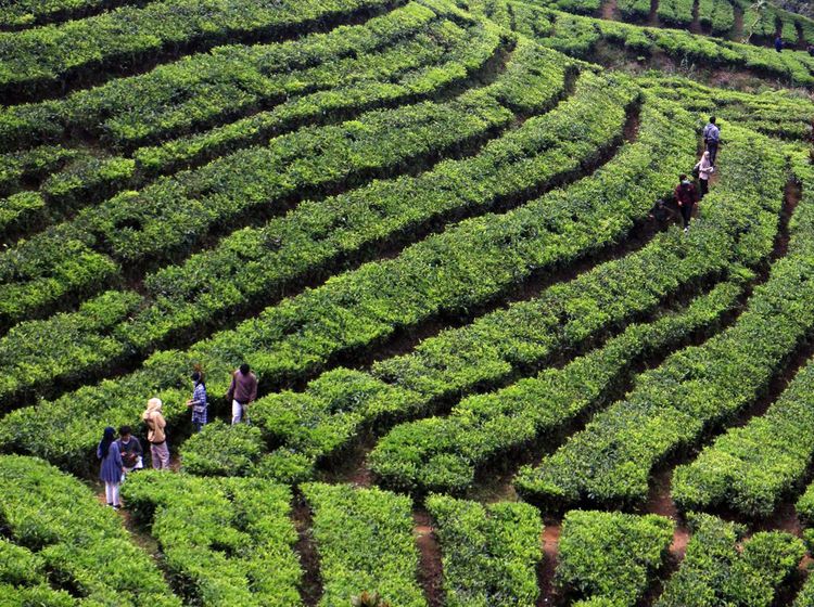 Agrowisata Kebun Teh Puncak Ramai Dikunjungi Wisatawan