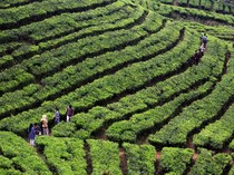 Pemkab Bogor Tinjau Ulang Izin, Pembangunan Bianglala di Kebun Teh Puncak Disetop