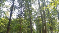 Mitos Hutan Jati Angker di Wonogiri, Ambil Kayu Bisa Celaka