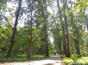 Jati Hutan Donoloyo, Kayu Pilihan Wali Songo Saat Dirikan Masjid Demak
