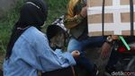 Kucing Persia Asal Cilacap Ini Ikutan Mudik Lho